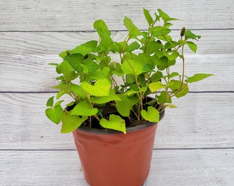 Fish Mint Plant in 6 inch Pot