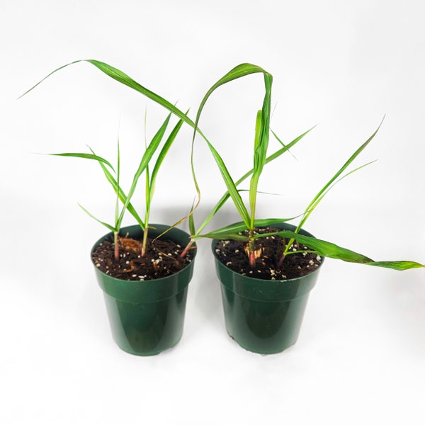 Set of 2 Sugar Cane Plants (Blue Ribbon Variety)