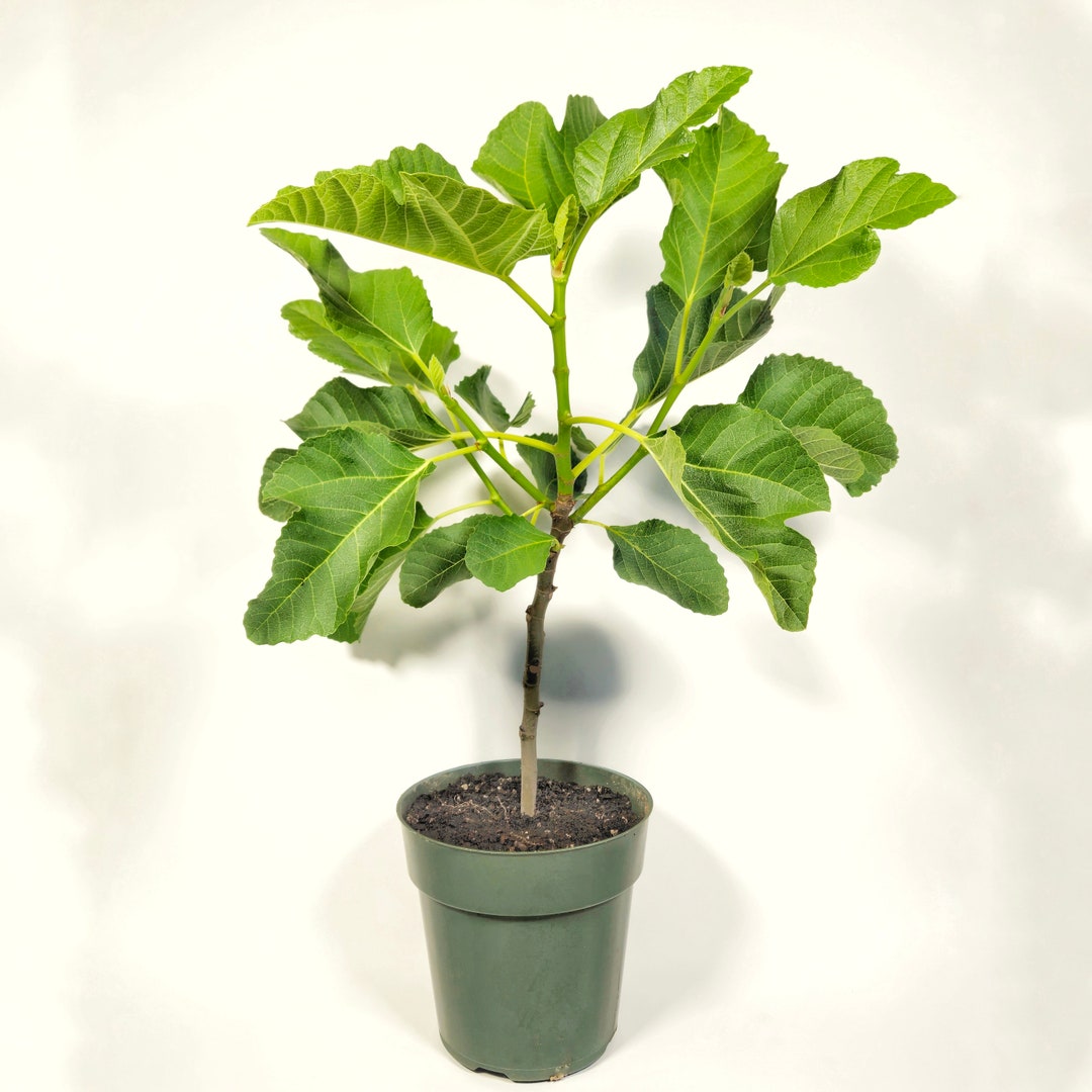 Lattarula Italian Honey Fig Tree Etsy