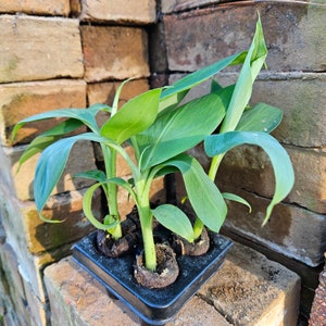 4 Dwarf Cavendish Banana Starter Plants