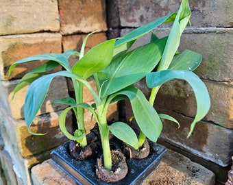 4 Dwarf Cavendish Banana Starter Plants