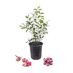 Blueberry Plant in 6 inch Pot - &quot;Pink Lemonade&quot; Variety | Unique Flavor & Color