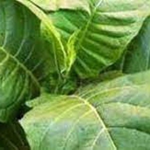 manitou tobacco green Manitou Organic Green 50G manitou tobacco green Manitou Organic Green 50G