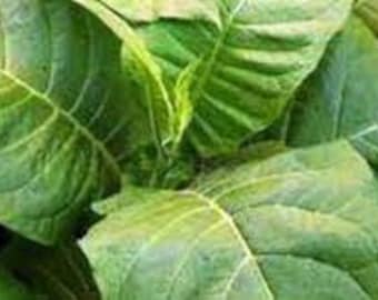 Amber Leaf tobacco seeds - free postage, fast dispatch