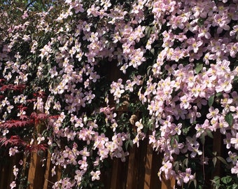 Clematis Montana Mayleen seeds - free post, fast dispatch