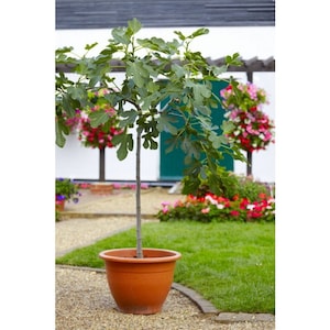 May include: A potted fig tree with green leaves in a terracotta pot. The tree is in a garden setting with a white building and green grass in the background.