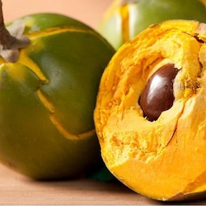 Créame Lucuma (Cutting Unrooted)