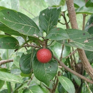 Nauclea Latifolia (Cutting Unrooted)