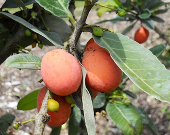 Garcinia Living Stonei