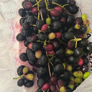 May include: A close-up shot of a cluster of dark purple grapes with a mix of red and green grapes. The grapes are on stems and appear fresh. The image is taken from above, showing the grapes in a white plastic bag.