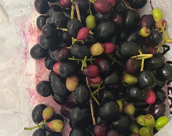 May include: A close-up shot of a cluster of dark purple grapes with a mix of red and green grapes. The grapes are on stems and appear fresh. The image is taken from above, showing the grapes in a white plastic bag.