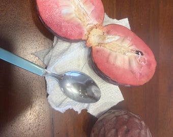 Cherilata Custard Apple (Painters) (Plant) (Red Hyrbid Annona)