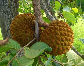 Annona Crassiflora! (Orange Crush)