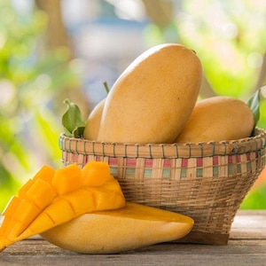 Ataulfo Mango (Cutting Unrooted)