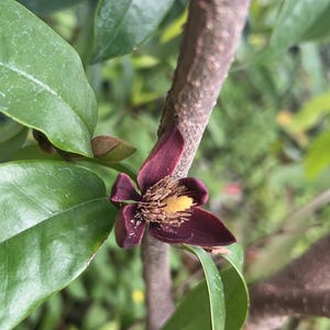 May include: A close-up of a dark purple flower with yellow pollen blooming on a tree branch. The flower has five petals and is surrounded by green leaves.