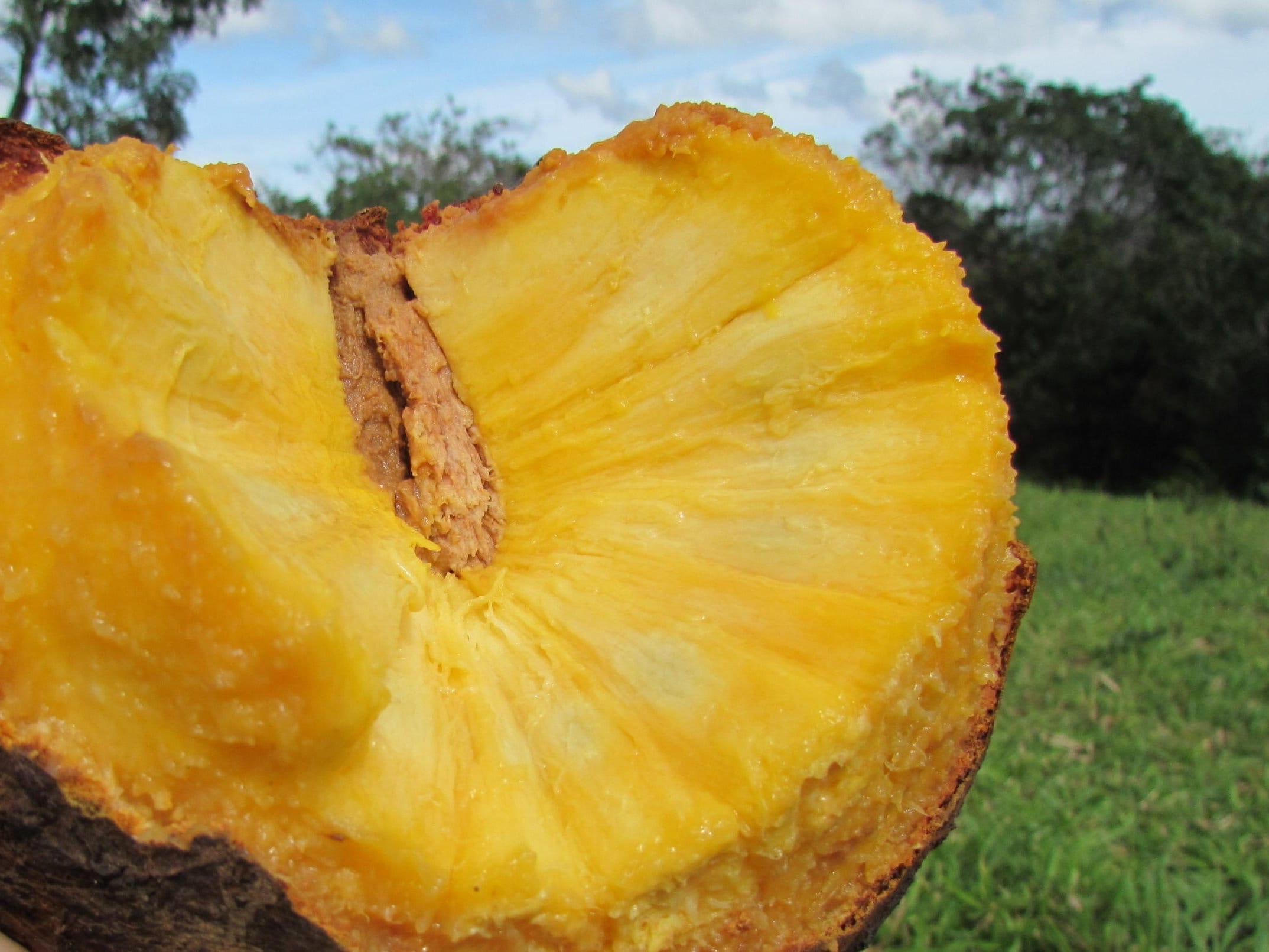 Annona Crassiflora Seeds: Rare Brazilian Fruit