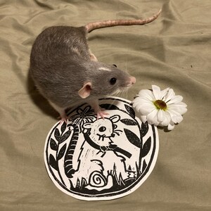 Rat and Flower Linocut Print, 5” Diameter