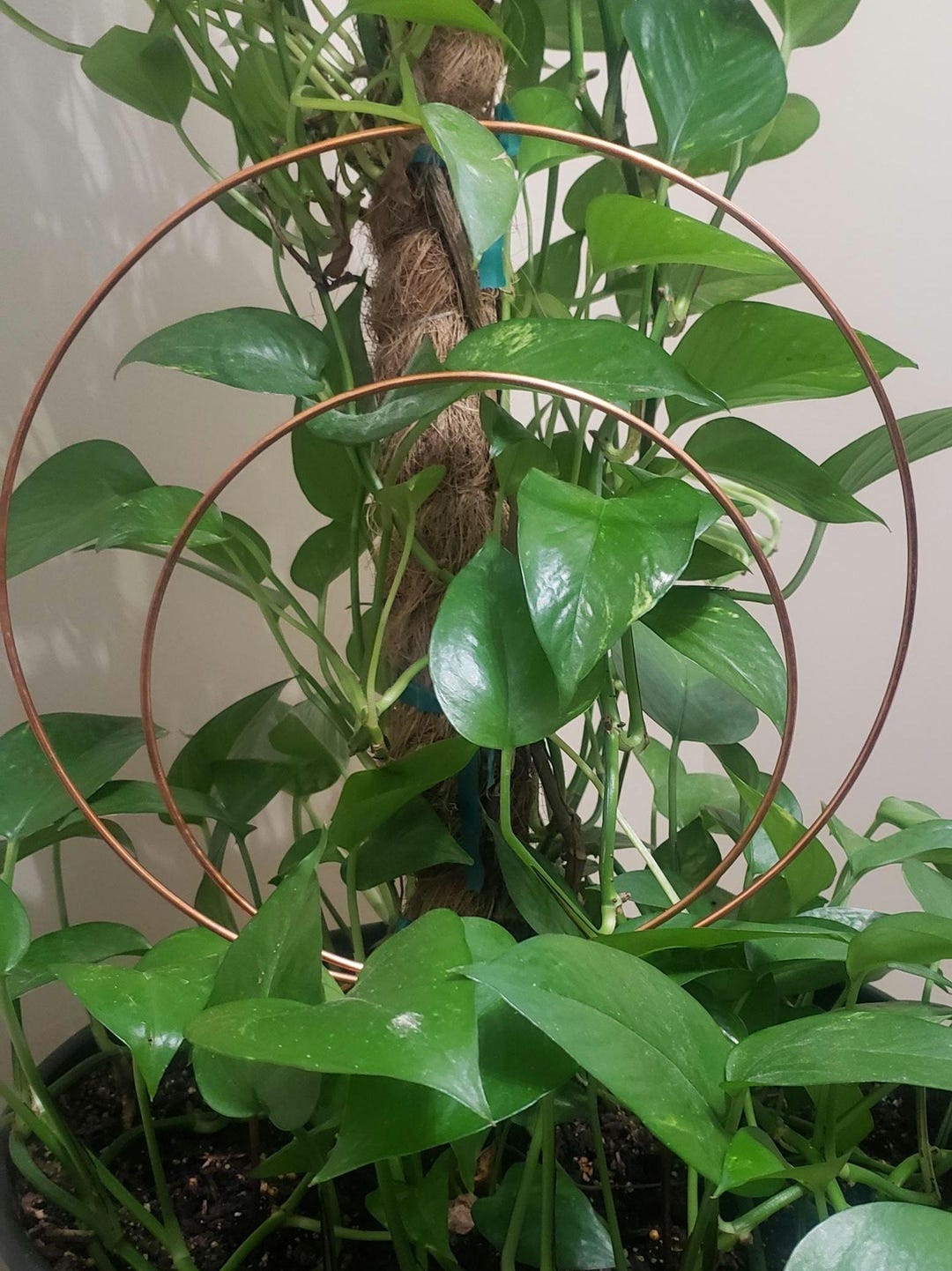 Copper Double Hoop Indoor Plant Trellis - Etsy