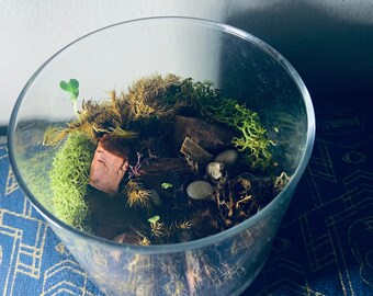 May include: A clear glass jar terrarium with green moss, brown rocks, and a small green plant growing inside.