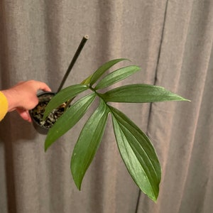 Monstera subpinnata