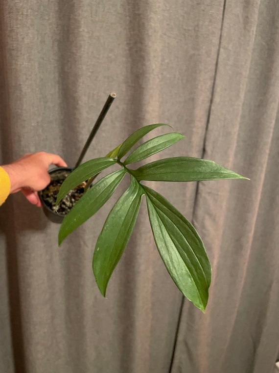 Monstera Subpinnata - Etsy