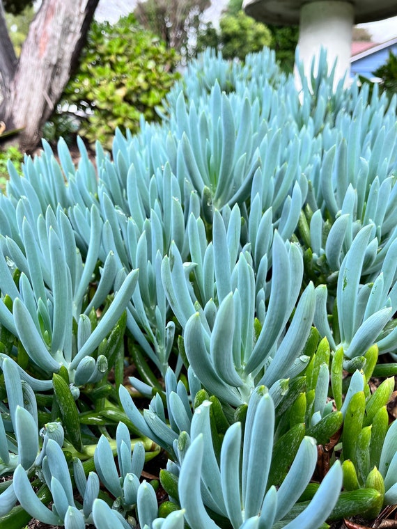12 rooted Blue Chalk Sticks Chalksticks live succulent plant