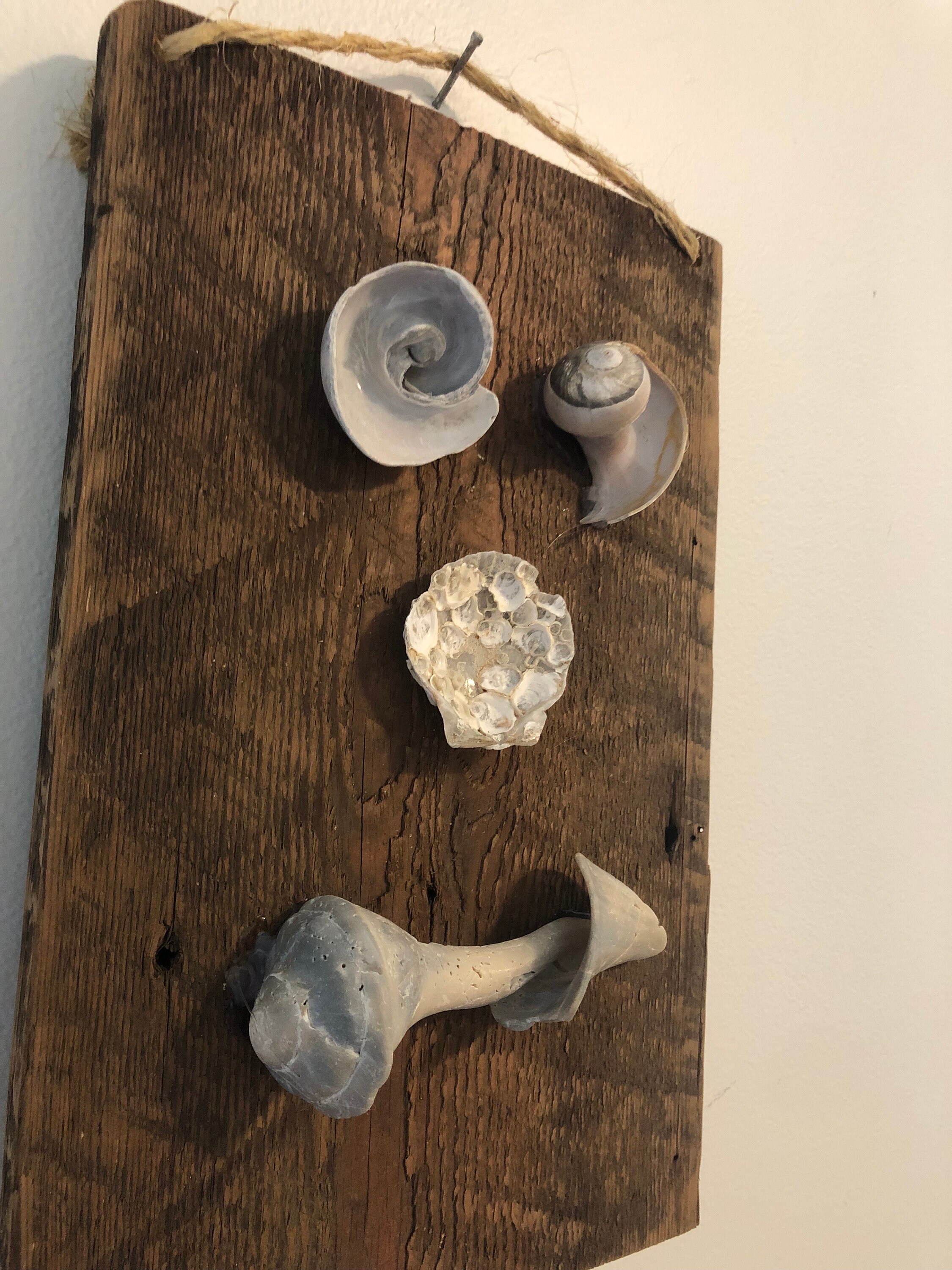 Rustic Seashell Picture Seashell Funny Face Art: Rustic Coastal Wood Wall Decor - Etsy