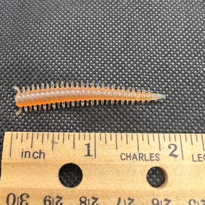 Sandworm 2", 20 por pacote