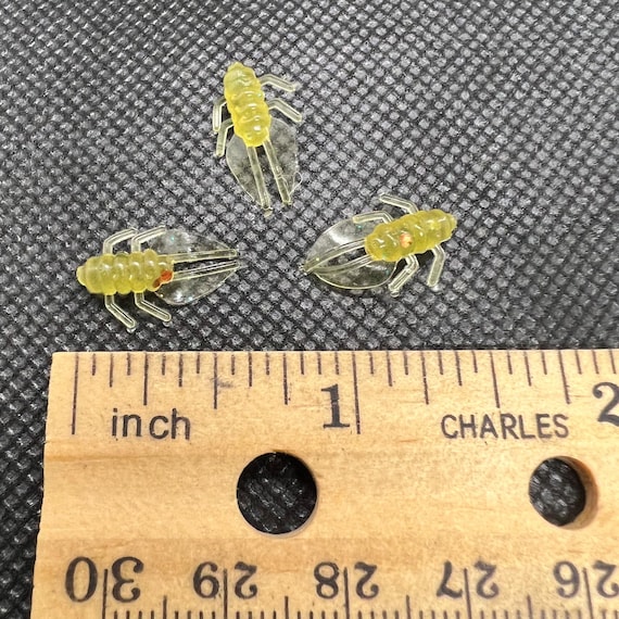 0.75 inch Billy Bug, 10 per package