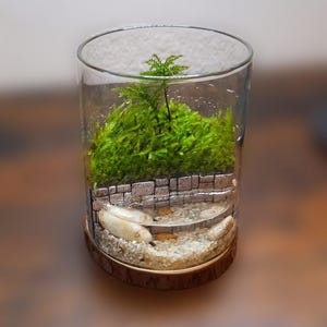 Miniatur Wasserlandschaft Live Moos Terrarium - Harz Szene