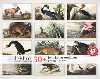 Frame TV Art John James Audubon Paintings Bundle • Set of 50+ Paintings • Instant Download • for Samsung TV
