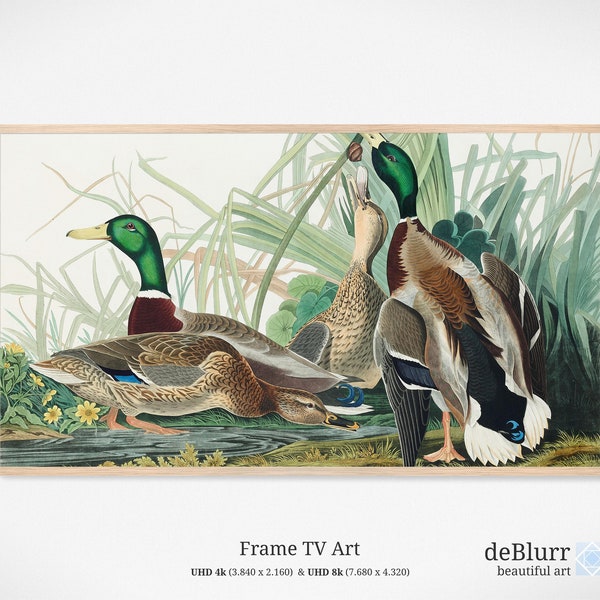 Frame TV Art Bird Duck by John James Audubon • Animal Illustration TV Art • Vintage Frame Art • Digitale Kunst • Instant Download