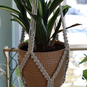 May include: A tan ceramic plant pot with a ribbed design, holding a green plant with striped leaves. The pot is suspended by a cream macrame plant hanger. The plant hanger is knotted and has a decorative design.