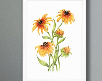 Rudbeckia flowers - Coloured Pencil Framed Print