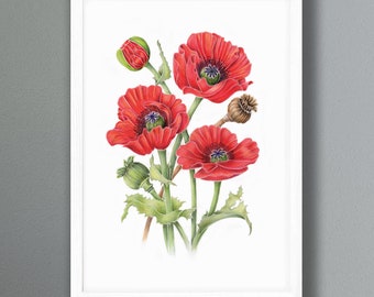Poppy flowers - Coloured Pencil Framed Print