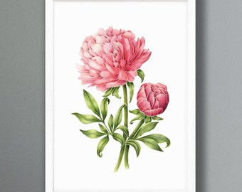 Peony flowers - Coloured Pencil Framed Print