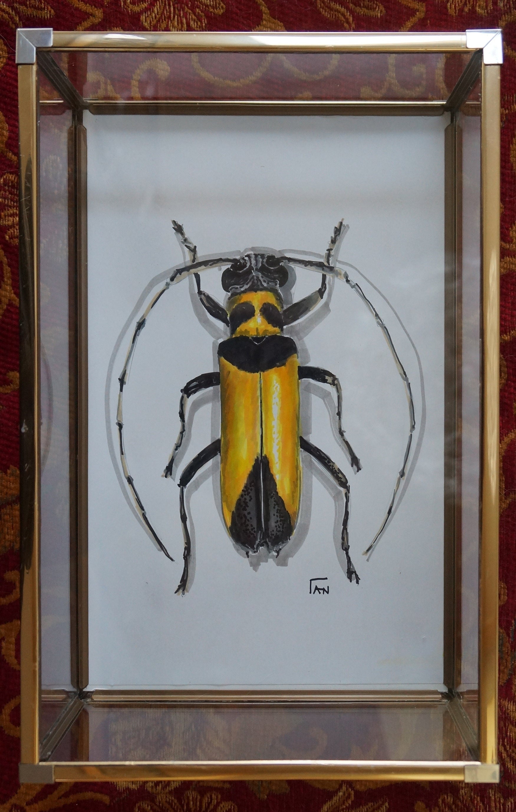 Coleoptere Jaune Vitrine