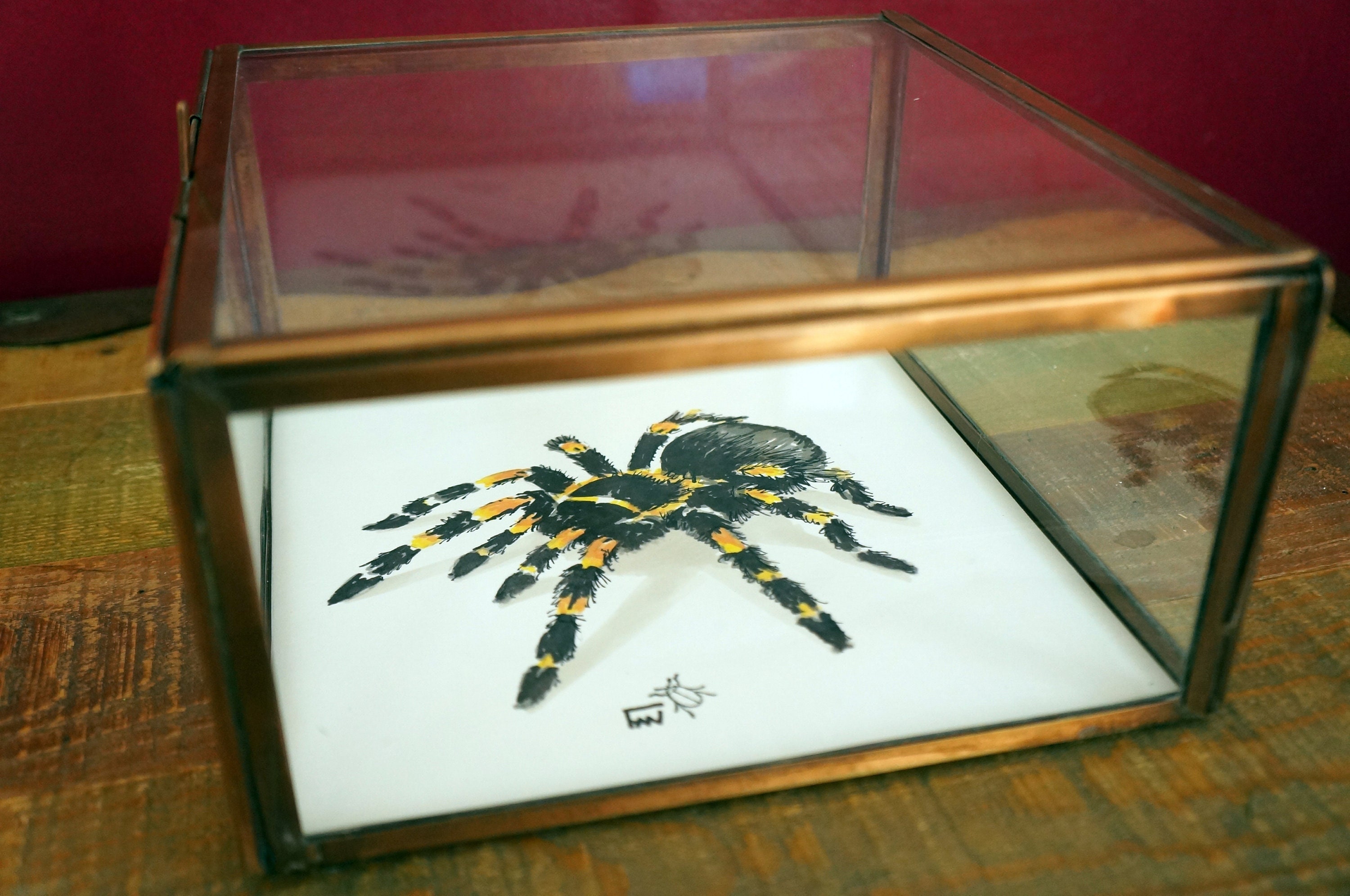 Mygale Vitrine Verre