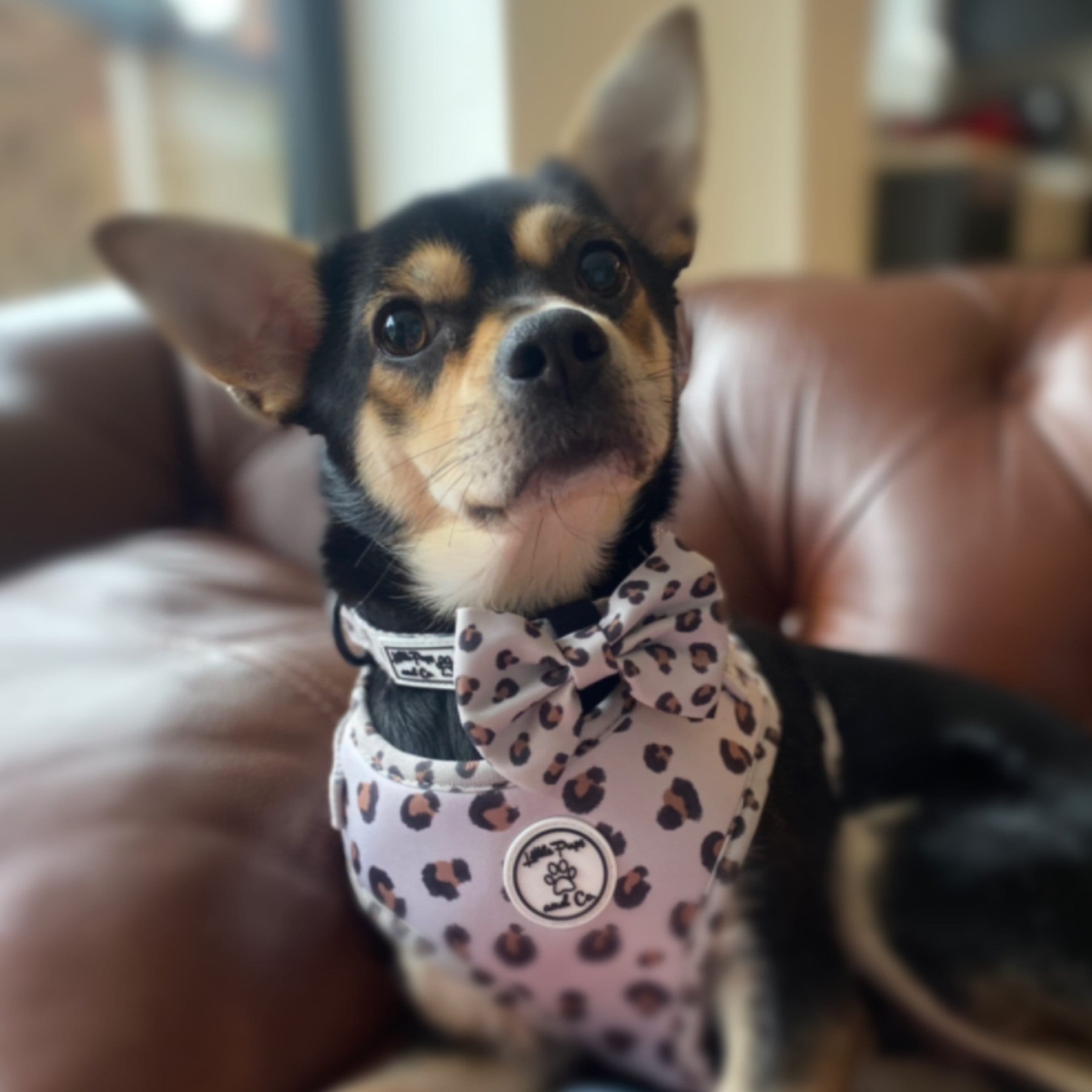 Lovely Leopard Dog Harness Set. Matching Harness Collar Etsy