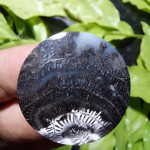 Agatized black and white Coral fossil cabochon 30x30x6 mm
