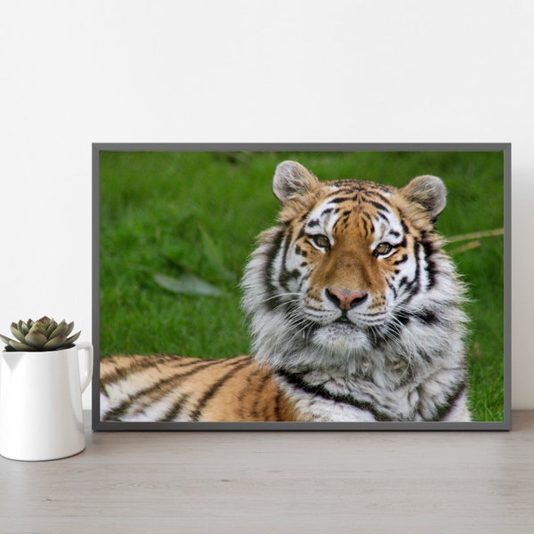 Arina, Amur Tiger Photograph A4 Print