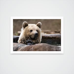 Mom Wait Mama Bear and Cub, Wildlife Photography, Animal Photo Print,  Nature Wall Art 