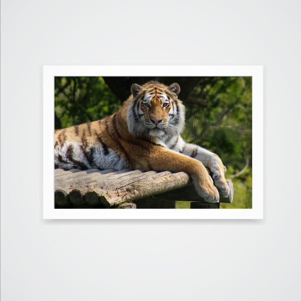 Mischa, Amur Tiger Photograph A4 Print