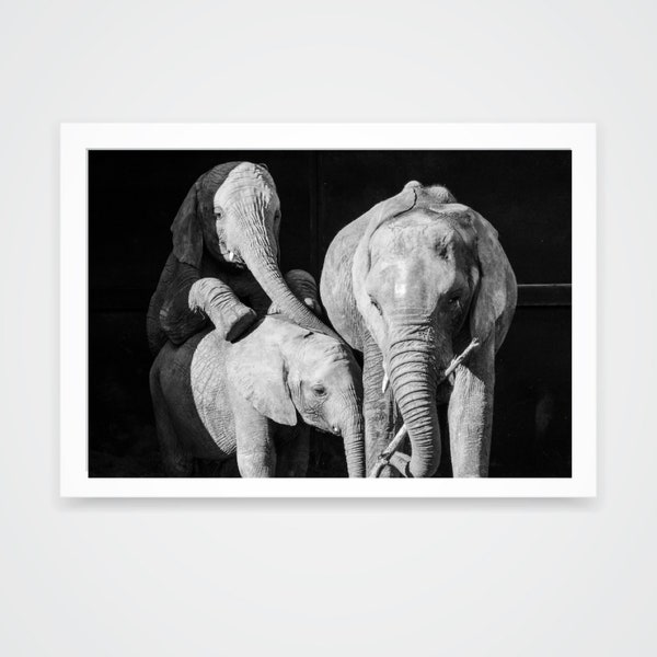 Nusu, Nguvu and Etana, Black and White Elephant Photograph A4 Print