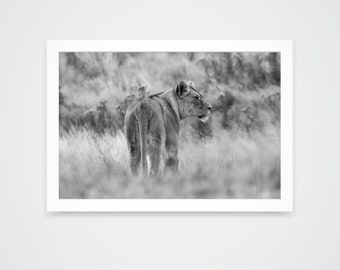 Lioness Animal Wildlife Print