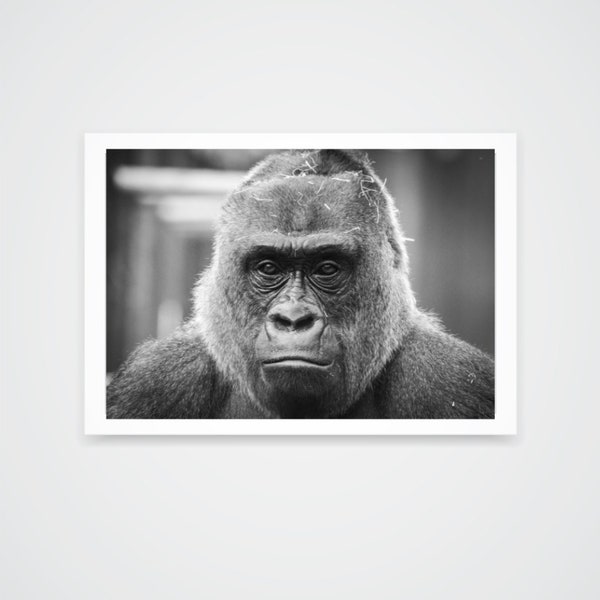Tibs, Western Lowland Gorilla Photograph A4 Print