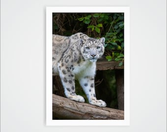 Snow Leopard Animal Wildlife Photography Print