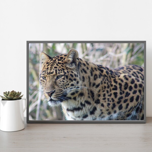Baiya, North Chinese Leopard Photograph A4 Print