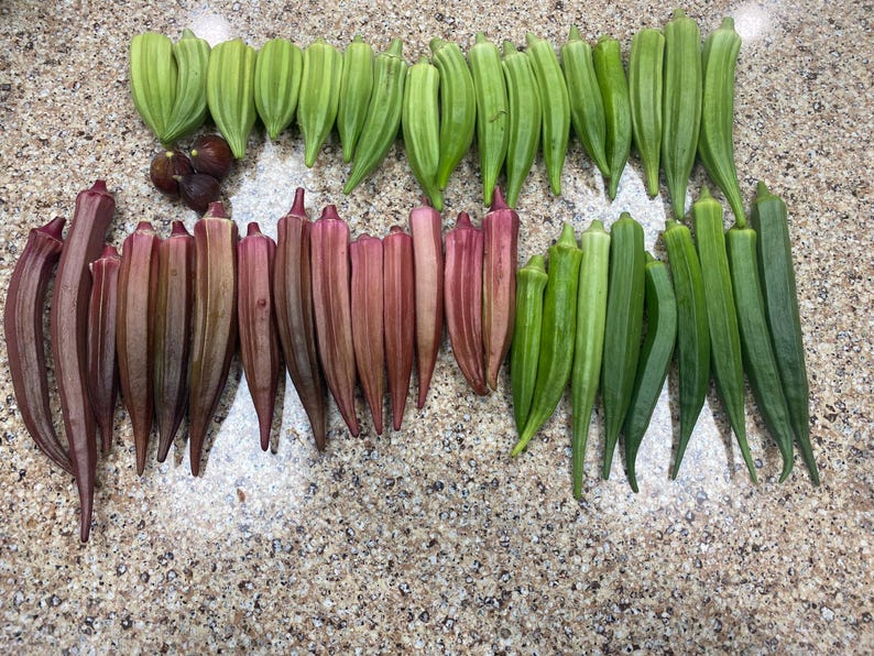 Okra Variety Pack Seeds 40 Count Free Gift Included - Etsy