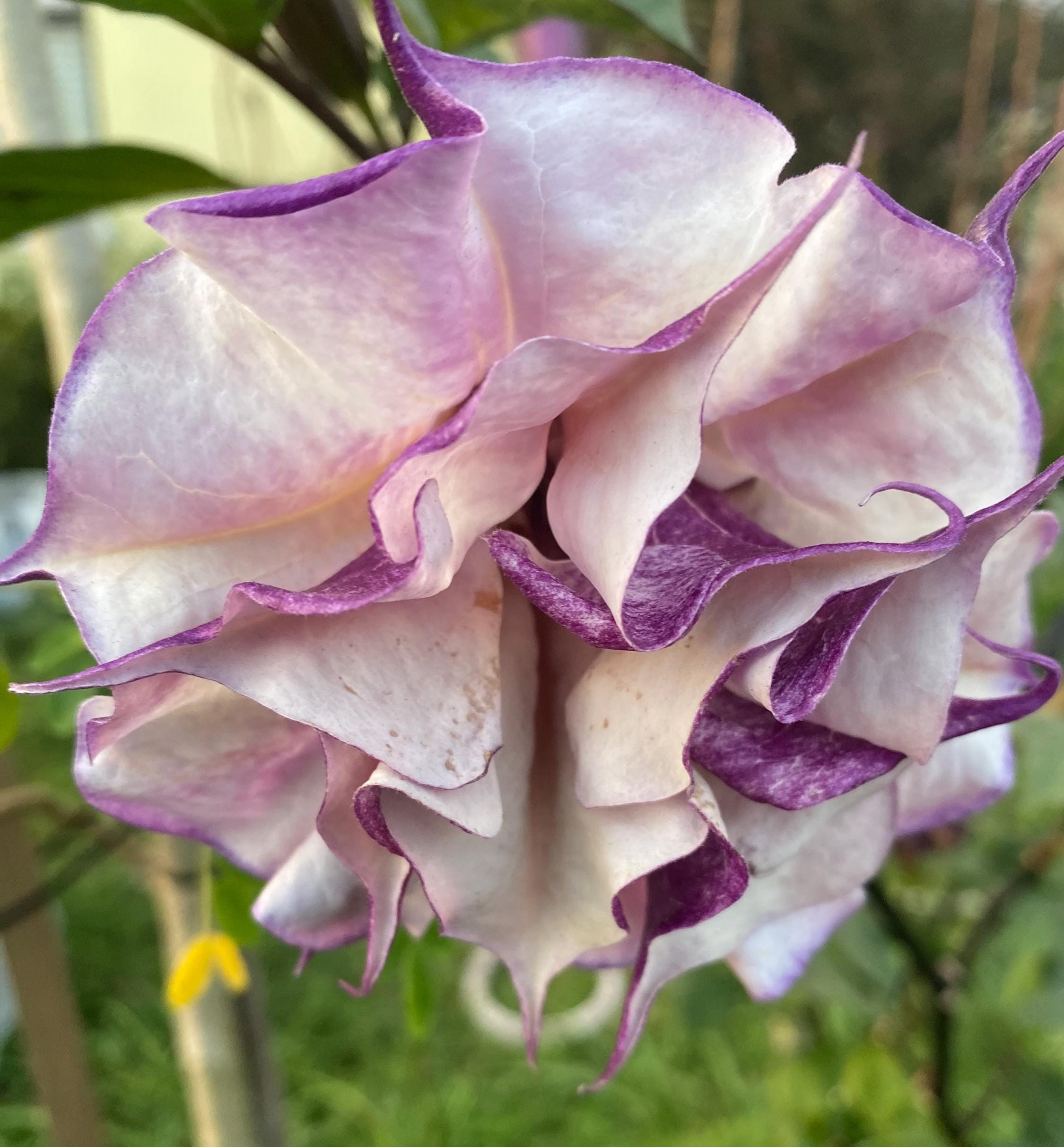 Double Purple Angel Devil Trumpet Datura Seeds 20 Free Gift